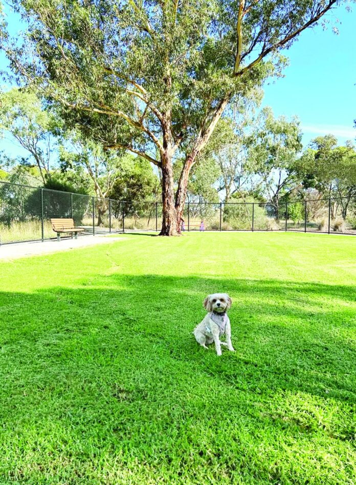 Elsie at the Kaniva Dog Park.