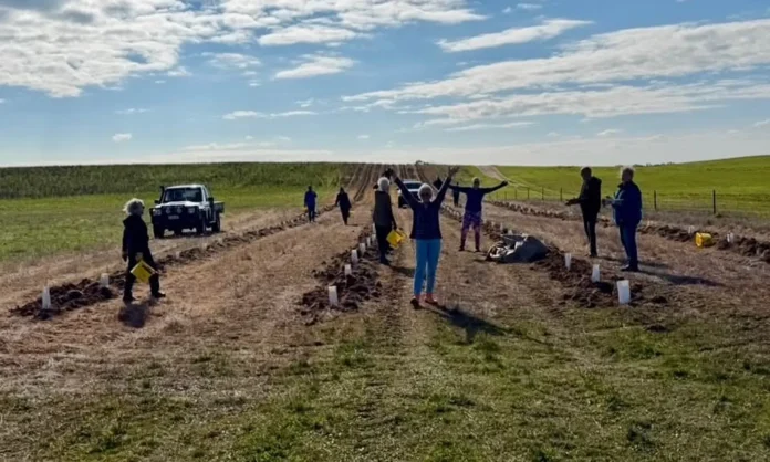 Those planting on Saturday.