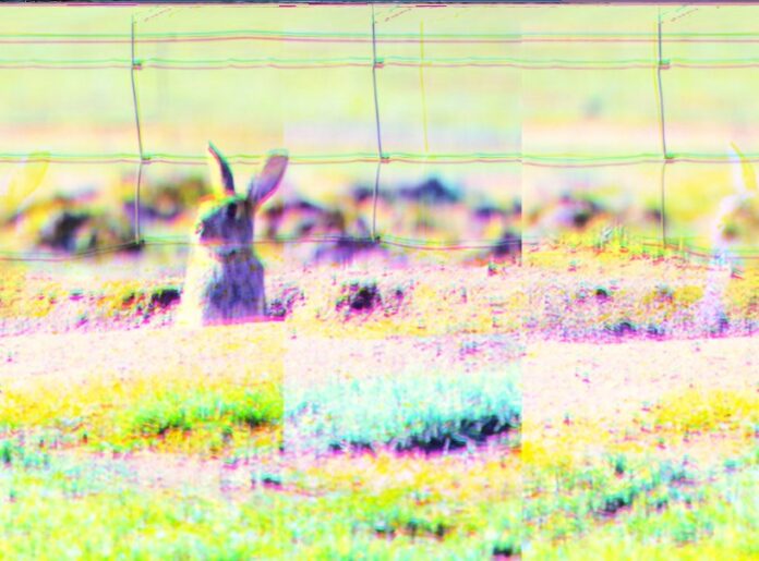 Rabbit Management in Hindmarsh Shire