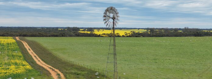A spring scene of grazing sheep, yellow fields and a windmill. Photo courtesy Bale Farming.