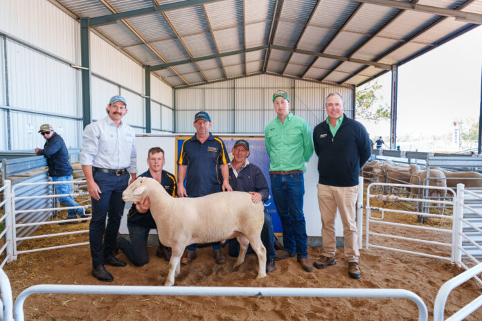 Janmac Studs - Top Priced Ram 2026.